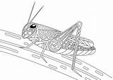 Saltamontes Sprinkhaan Konik Polny Kleurplaat Kolorowanka Grasshopper  sketch template