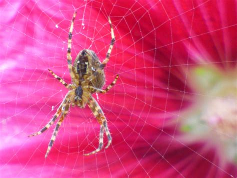 Spider Web In Front Of A Flower Free Stock Photo - Public Domain Pictures