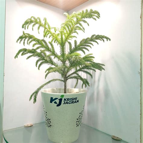 Araucaria plant, Buy Araucaria plant Online - Krishi Jagran Store