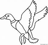 Mallard Duck Coloring Pages 15 Free Printables  ColoringAll sketch template