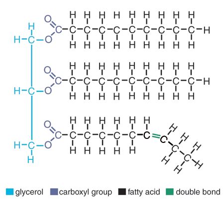 Lipids | Math in Science | Visionlearning