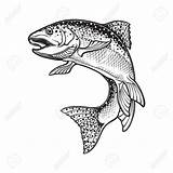 Rainbow Trout Drawing Sketch Coloring Page sketch template
