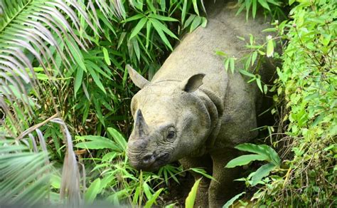 Last Refuge Of The Javan Rhinos - Global Wildlife Conservation