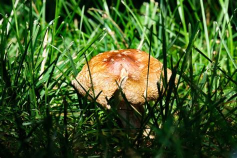 Golden brown mushroom stock photo. Image of bolete, plant - 222418058