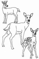Deer Coloring Pages sketch template
