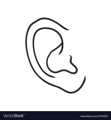 Drawing human ear sketch on a white background Vector Image