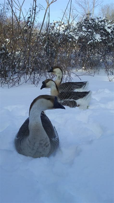 Cottontail Farm: Snow geese