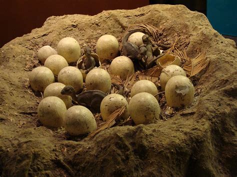 File:Maiasaura Nest Model.001 - Natural History Museum of London.JPG - Wikimedia Commons