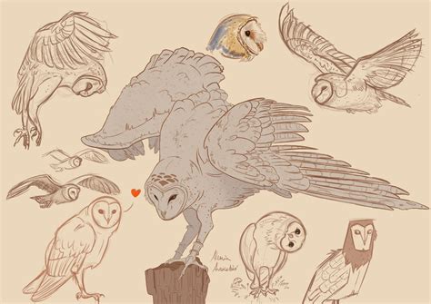 Image result for barn owl wing study | Owls drawing, Owl art, Barn owl art