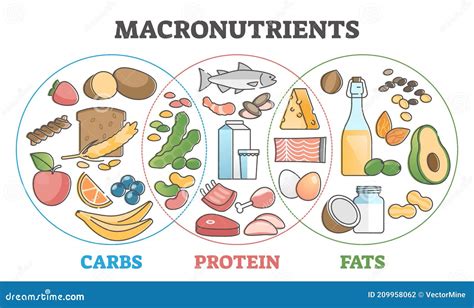 Macronutrients Educational Diet with Carbs, Protein and Fats Outline Concept Stock Vector ...