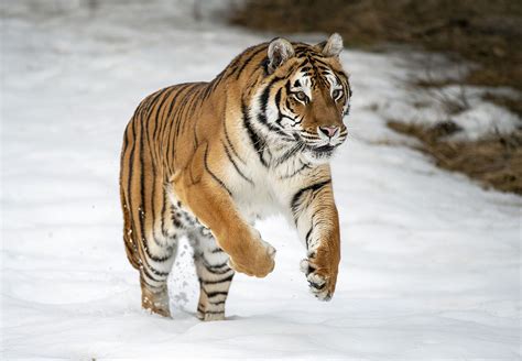 Siberian tiger | Size, Habitat, Population, & Facts | Britannica