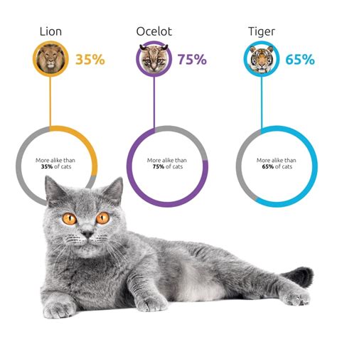 A New DNA Test Will Break Down Your Cat's Breed | Mental Floss