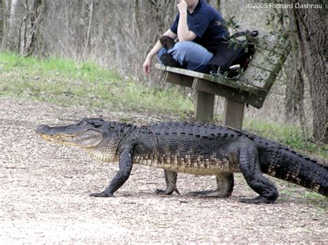 Alligators with Landmarks at Brazos Bend State Park