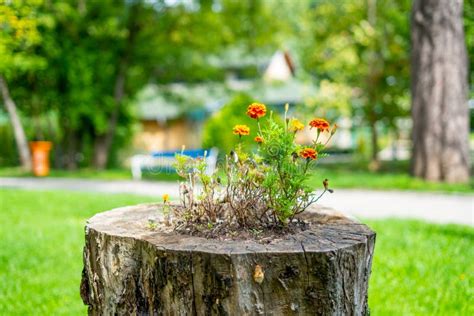 Marigolds Flowers Planted in a Hole on Top of a Tree Stump - One Life Ends Another Begins Stock ...