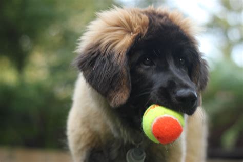 Leonberger puppy | Leonberger, Leonberger puppy, Puppies