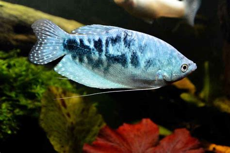 Opaline Gourami Care Guide: Complete Fact Sheet & Breeding Guide