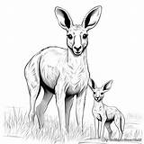 Kangaroo Coloring Pages  Free & Printable sketch template