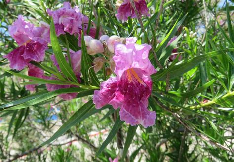 5 Varieties Of Desert Willow To Beautify Your Yard