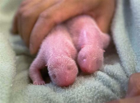 Giant Panda Twins Born: What Challenges Do They Face?