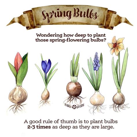 Spring Bulbs | Spring bulbs, Planting bulbs, Spring flowering bulbs