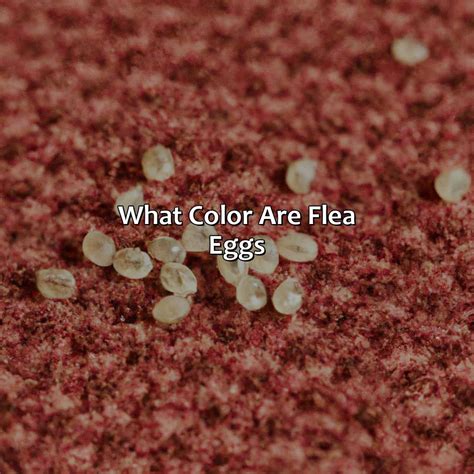 What Color Are Flea Eggs - colorscombo.com