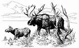 Free Moose Coloring Pages sketch template