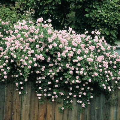 Climbing - Rose Bushes - Garden Flowers - The Home Depot