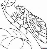Cicada Coloring Page  Easy Drawing Guides sketch template