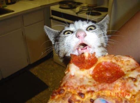 17 Cats Eating Pizza | Funny cat pictures, Cat memes, Cats