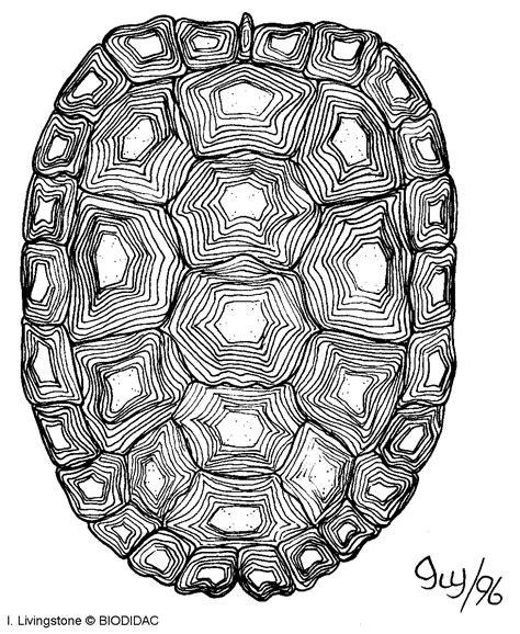 turtle carapace.gif (979×1195) | Shell drawing, Turtle sketch, Turtle ...