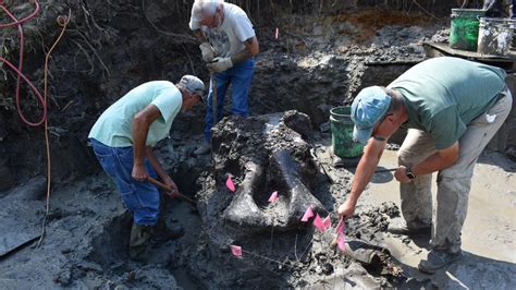 13,600-year-old remarkably intact mastodon skull discovered in Iowa