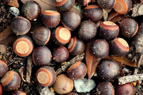 Live Oak Acorns Photograph by Rosanne Jordan