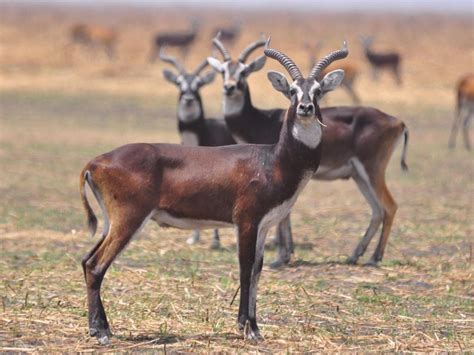 Gambella National Park | Africa Safaris | Shanrod Africa