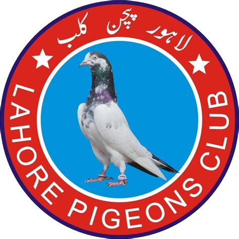 Lahore pigeon