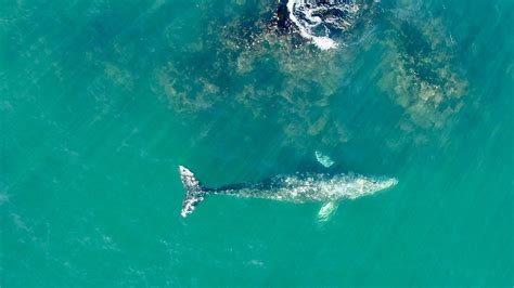 Gray whales feeding off Oregon Coast found to have smaller bodies, tails, skulls • Oregon ...