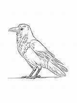 Crow coloring page sketch template