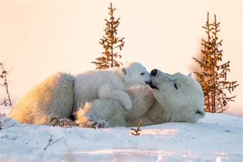 Download Baby Animal Cub Animal Polar Bear 4k Ultra HD Wallpaper