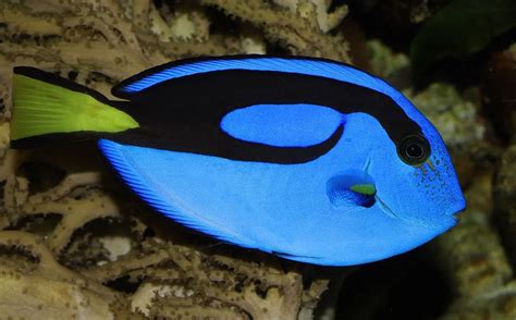 Finding Out about Dory: 5½ Facts on the Blue Tang – National Geographic Education Blog