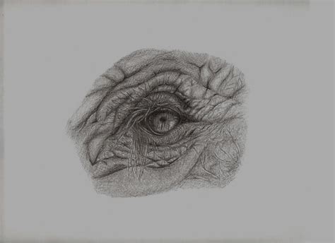 Elephant eye pencil sketch by cg41318 on DeviantArt