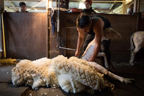 Shedding Light on Sheep Shearing: 3-Part Series for Understanding the ...