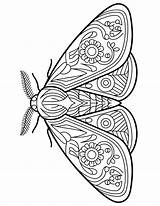 15 Diverse Moth Coloring Pages – My Spot sketch template