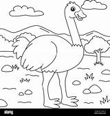 Ostrich Coloring Page For Kids Stock Vector Image & Art  Alamy sketch template
