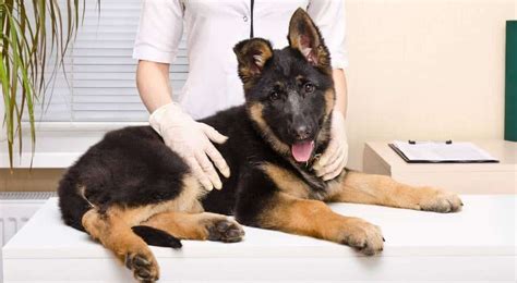 German Shepherd Health Issues | Prudent Pet