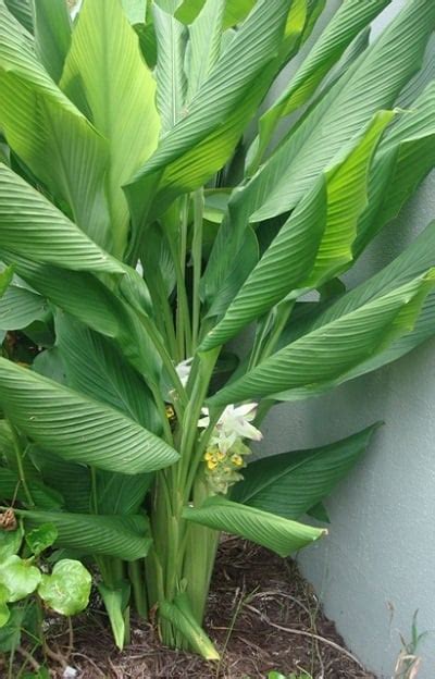 Growing Turmeric In Pots | How To Grow Turmeric, Care, Uses & Benefits ...