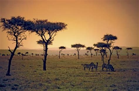 Grassland – Prairies, Steppes and Tropical savannas