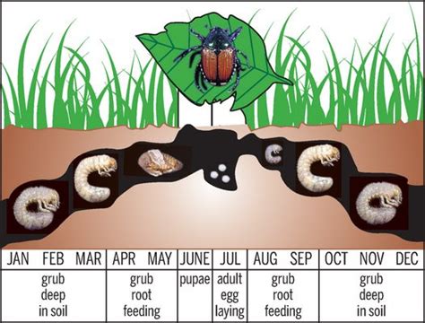 Garden with Betty Cahill: Japanese Beetle Spring Larvae Control