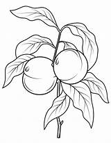 Peaches Coloring Page  Free Printable Coloring Pages For Kids sketch template