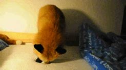 Fox Jumping GIF - Find & Share on GIPHY