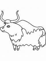 Yak coloring pages sketch template