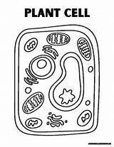 Plant & Animal Cell Coloring Page By Missnelsonsmiddles  TPT sketch template